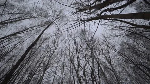 Trees in the winter park Video stock 169347672