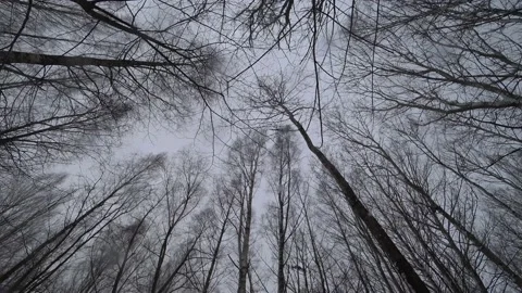 Trees in the winter park Video stock 169347678