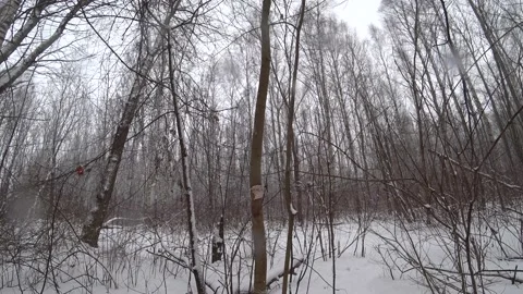 Trees in the winter park Video stock 169347752