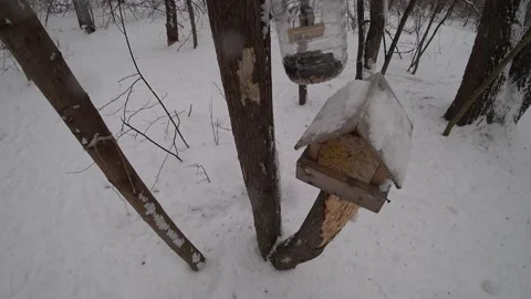 Trees in the winter park Video stock 169347753