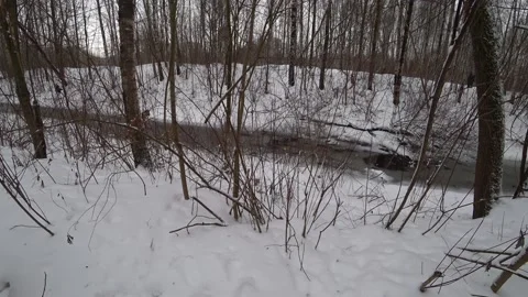 Trees in the winter park Video stock 169347776