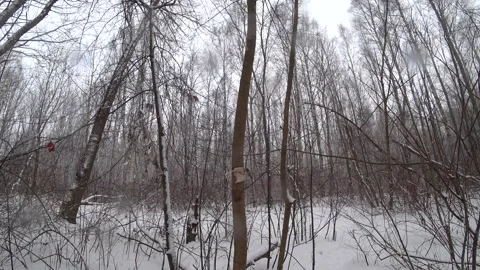 Trees in the winter park Video stock 169347844