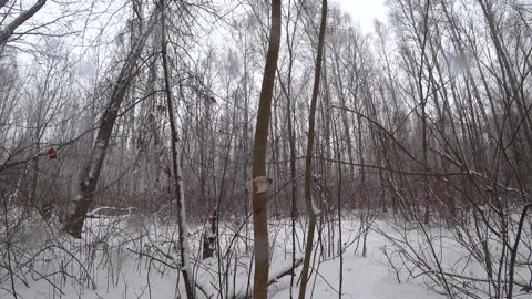 Trees in the winter park Video stock 169347863