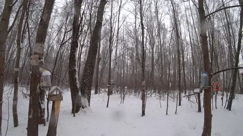 Trees in the winter park Video stock 169347889