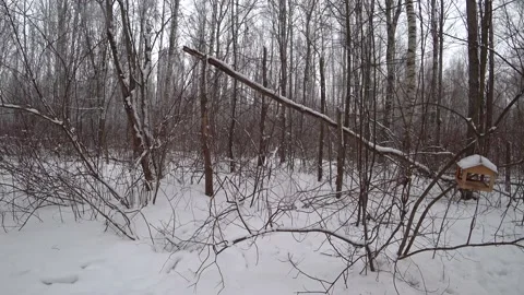 Trees in the winter park Video stock 169347920