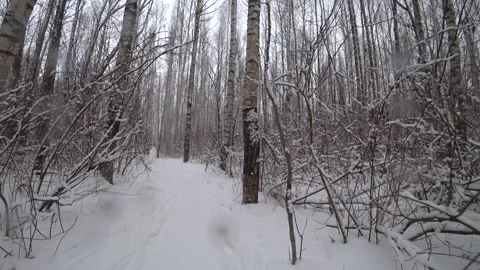 Trees in the winter park Video stock 169347930