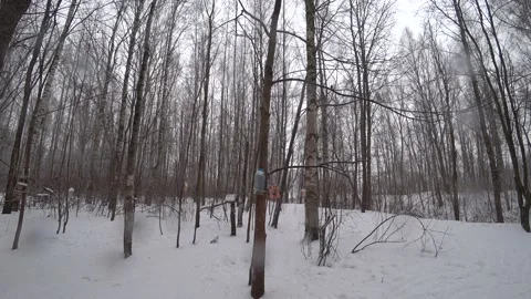 Trees in the winter park Video stock 169347931