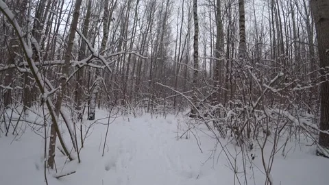 Trees in the winter park Video stock 169347936