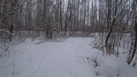 Trees in the winter park Video stock 169347946