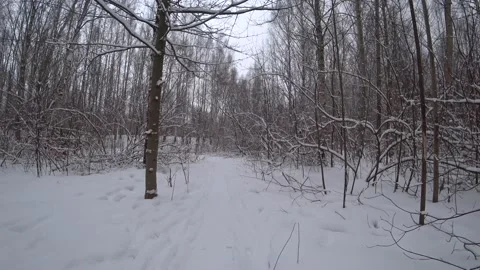 Trees in the winter park Video stock 169347947