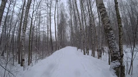 Trees in the winter park Video stock 169347992