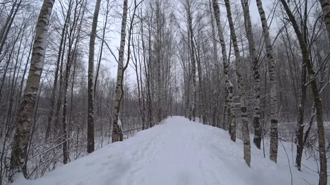 Trees in the winter park Video stock 169347995