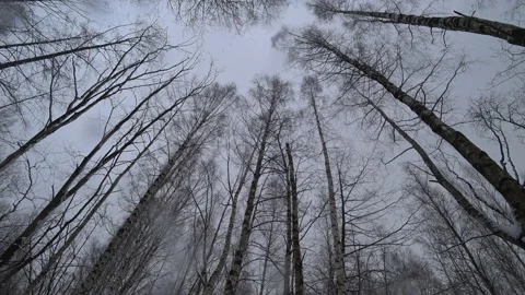 Trees in the winter park Video stock 169348007