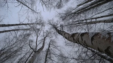 Trees in the winter park Video stock 169348017