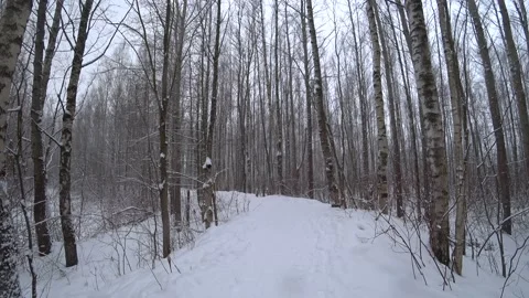 Trees in the winter park Video stock 169348021