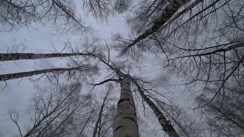 Trees in the winter park Video stock 169348026