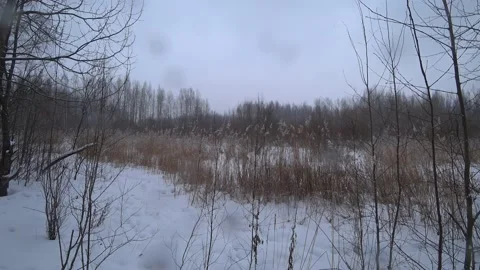 Trees in the winter park Video stock 169348034