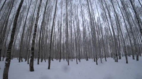 Trees in the winter park Video stock 169348048