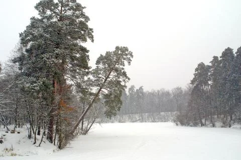 Trees in winter park Stock Photos