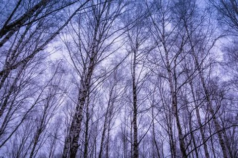 Trees in Winter Park Foto stock