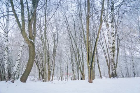 Trees in Winter Park Foto stock