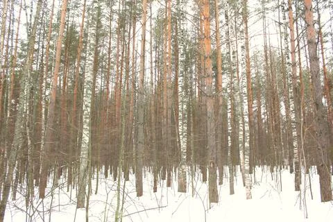 Trees in the winter park. Stock Photos