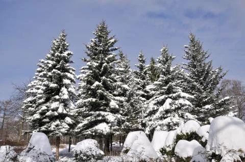 Trees in winter Stock Photos