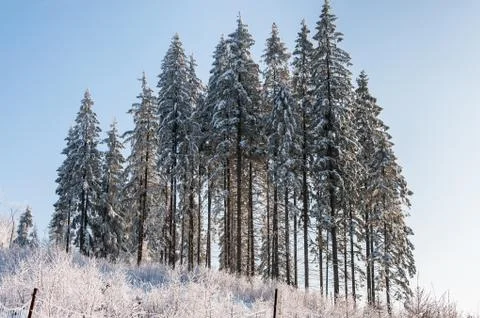 Trees in winter Stock Photos