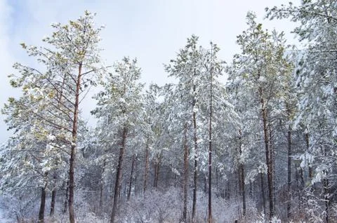Trees in winter Foto stock