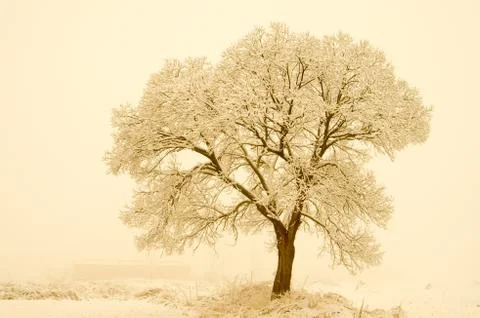 Trees in winter Stock Photos