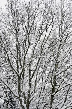 Trees in winter Stock Photos