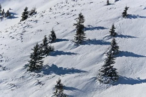 Trees in winter Stock Photos