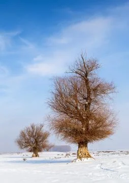 Trees in winter Stock Photos