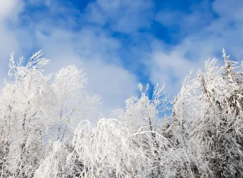Trees in the winter Stock Photos