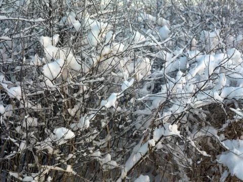 Trees In Winter 库存照片