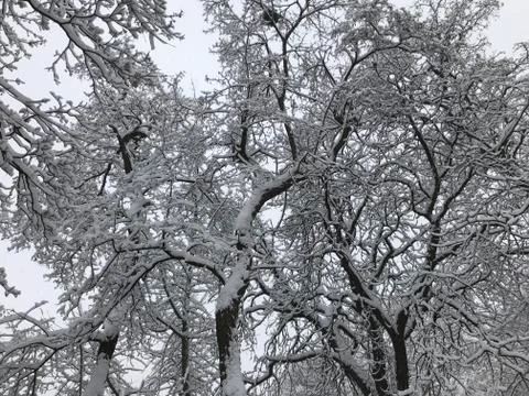 Trees in winter Foto stock