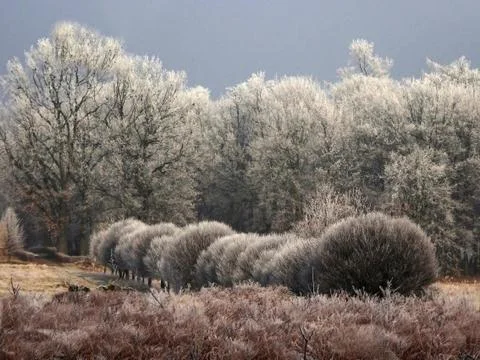 Trees at winter Stock Photos