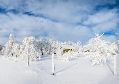 Trees in winter Stock Photos