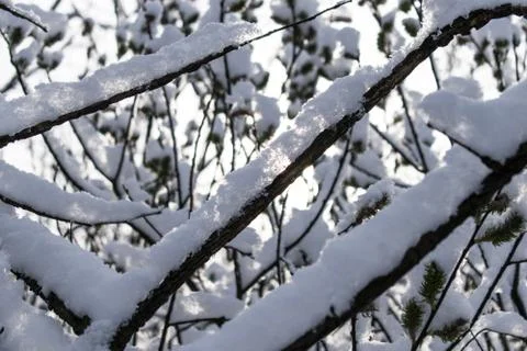Trees in winter. Stock Photos