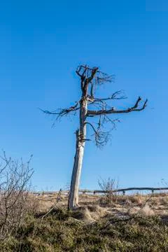 Trees in winter Stock Photos