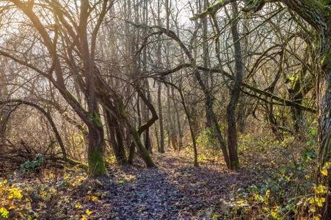 Trees in winter Stock Photos