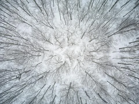 Trees in winter Stock Photos