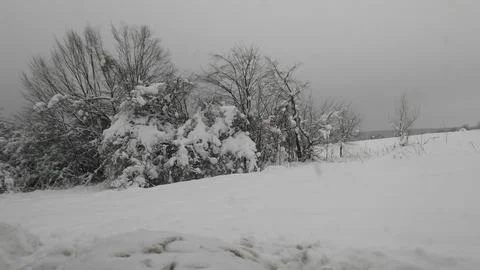 Trees in winter Foto stock