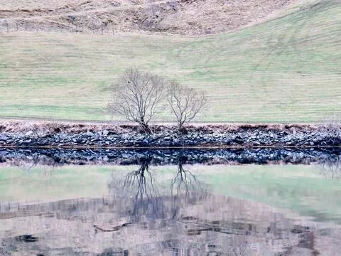 Trees in winter with reflection on the water surface Stock Photos