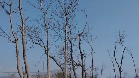 Trees in Winter Season Stock Footage 263697453