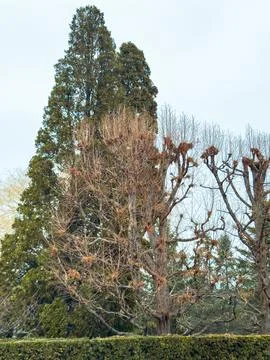 Trees in winter showing bare branches with some green foliage in the backgr.. Stock Photos