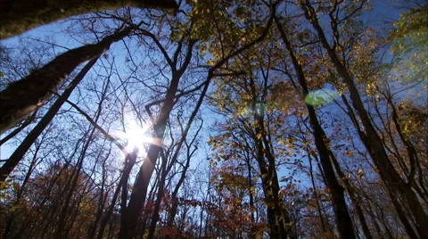 Trees in a Winter Sky Stock Footage 49486980