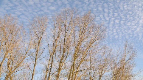 Trees winter sky time lapse  Stock Footage 857265