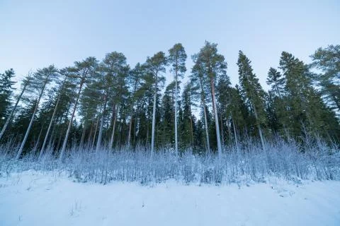 Trees in Winter with snow Stock Photos