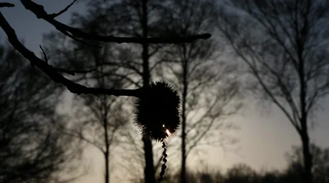 Trees in winter sun Video stock 33803491